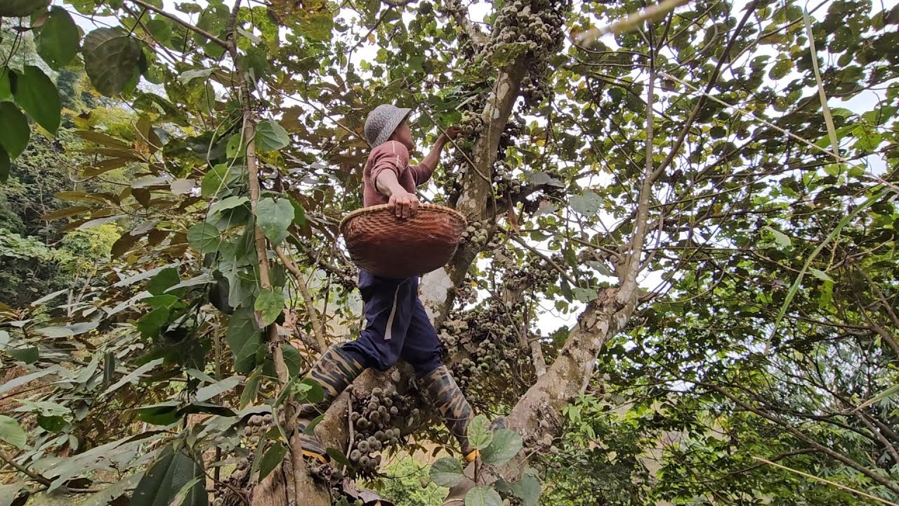 Unique Cuisine: Stream Snails Stewed with Forest Fruits | Tà Xùa Daily Life