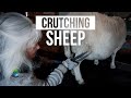 Crutching Sheep: Preparing Pregnant Ewes for Lambing