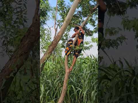 Nisha jalwanshi ka video #dance #comedyshorts #song #comedyvideos