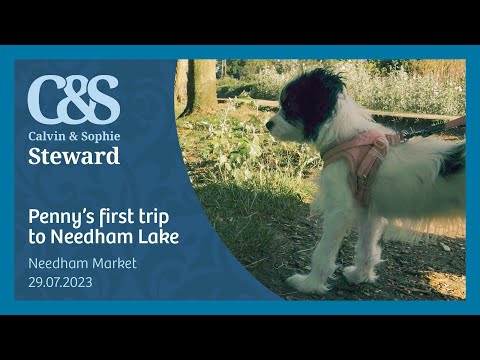 Penny's first trip to Needham Lake 29.07.23