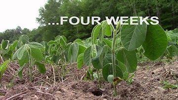 The non-GMO Soybean Project