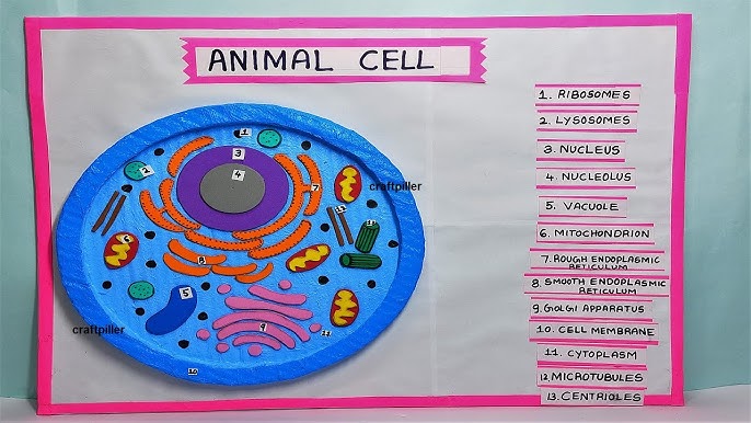 plant cell and animal cell 3d