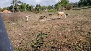 Angon Wedhos Meneh