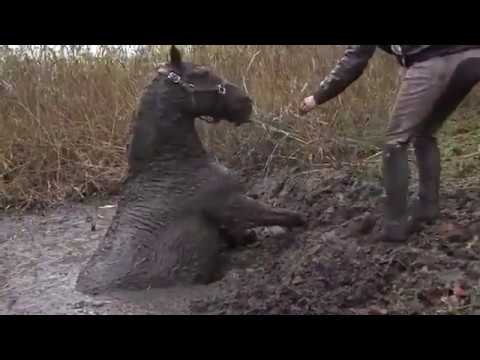 Horse is trapped in the mud is rescued - YouTube