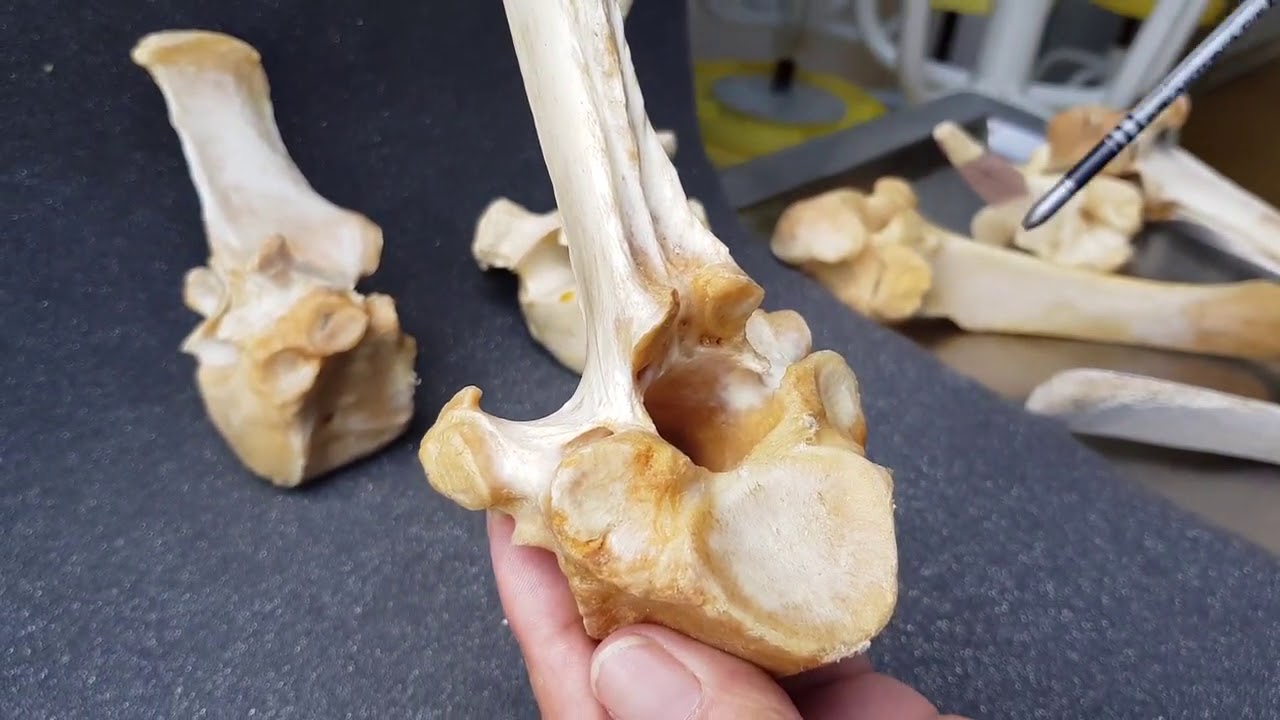 Anatomía Animal Vertebras Torácicas