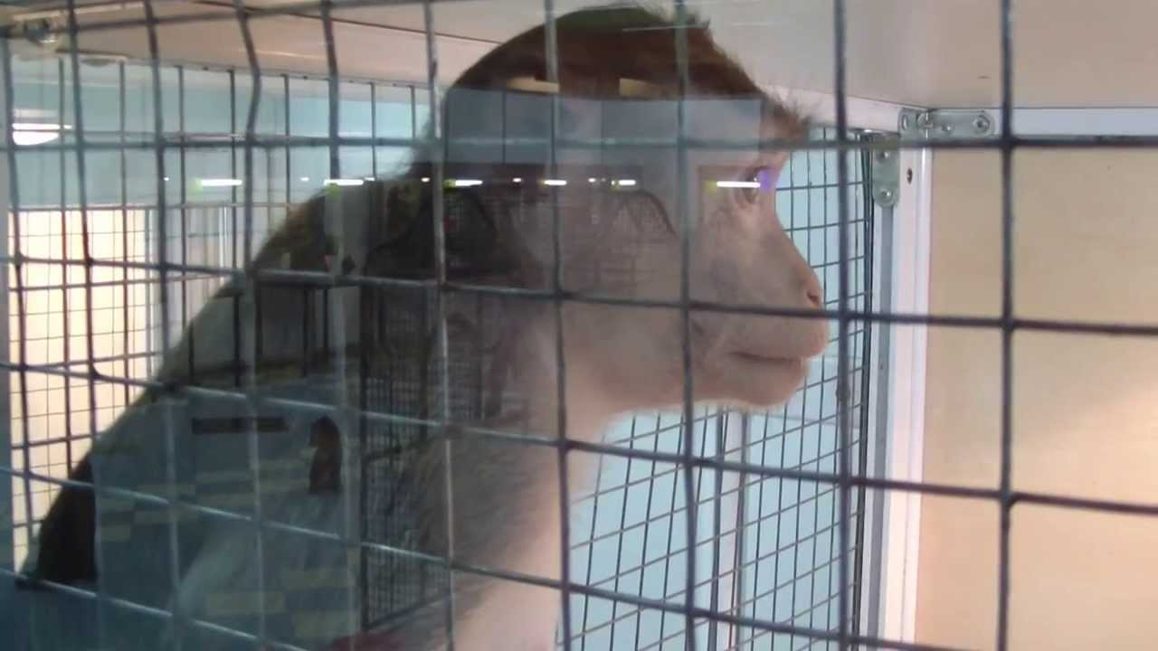 Макака яванская. Macaca fascicularis.