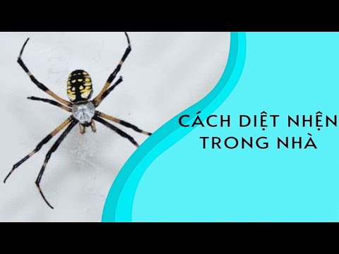 Video: Cách tốt nhất để diệt nhện trong nhà của bạn là gì?