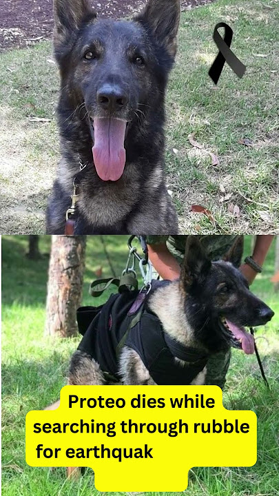 PROTEO - Brave Mexican Rescue Dog - PROTEO - You Have Fulfilled Your Mission As a Hero