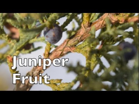 Video: Apa Kegunaan Herbal Juniper - Menanam Juniper Sebagai Tanaman Herbal