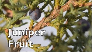 How to Identify Juniper for Harvesting the Fruit Resimi