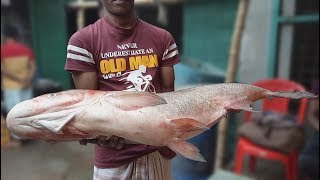 Huge Fish Village Market Bangladesh  | Tropical Fish Market Shop