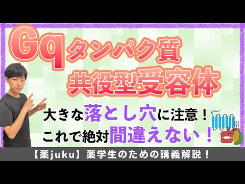 【血管…拡張?収縮?】間違え要素の多いGqタンパク質共役型受容体!