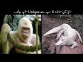 8 Most Rare White Animals In The World Urdu | دنیا میں موجود عجیب سفید جانور | Haider Tv