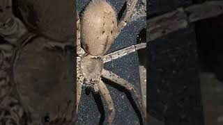 Wolf Spider Has A Trigger Word