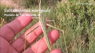 Saltamontes Narigudo, Pantano de Tibi, Alicante.es