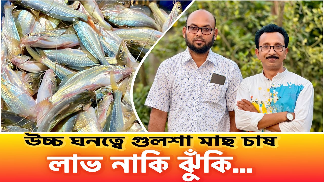 ৪০ শতকে ৮৪ মন উৎপাদন। উচ্চ ঘনত্ব গুলশা মাছ চাষে মামুন ভাইয়ের চমক। catfish bd
