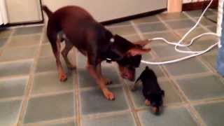 1 month old min pin puppies.