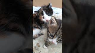 #gattini #animal #animallover #cats #gatti #animals #videoshort #animalidivertenti #animalsvideo Resimi