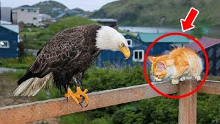 This Eagle Meets Cat Every Morning, Until One Day, Something Surprising Happens...