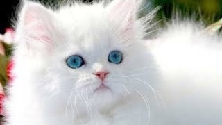 Funniest Animals  New Funny Cats and Dogs Videos 2024  #40