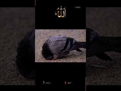 Every creation loves Allah.#YouTubeshorts#shorts#islamicstatus#islam#shortvedio#trending#short#viral