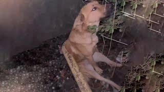 Poor Dog Was Scared After Falling Into A Hole, Couldn't Escape by The DoCa 1,057 views 3 weeks ago 8 minutes, 54 seconds