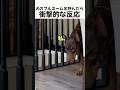 犬のフルネームを呼んだら衝撃的な反応