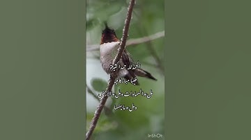 تلاوة خاشعة للقاري إسلام صبحي/طبيعة وطيور(لا إله إلا الله محمد رسول الله