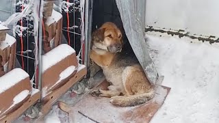He Once Had a Home But Was Later Abandoned and Eventually Found Lying Motionless in the Snow
