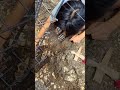digging the hole of the house