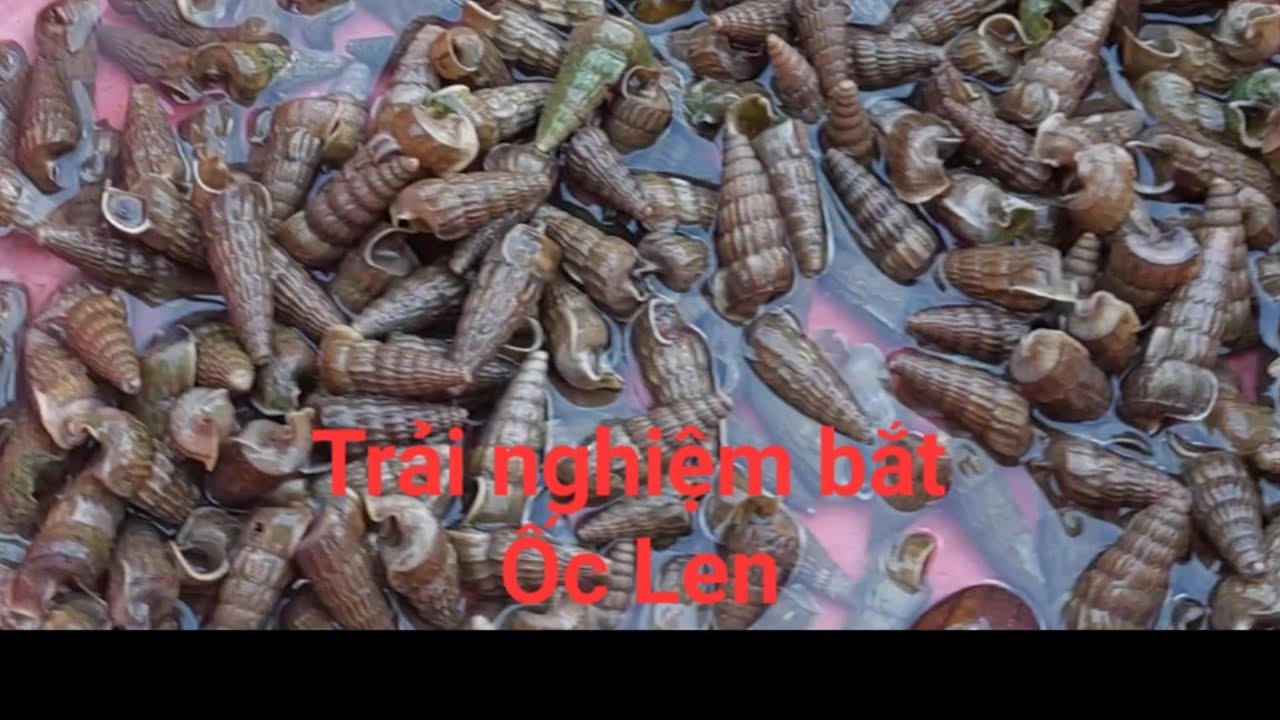 Ba anh em vào khu rừng lá bắt ốc len.kết quả ngoài mong đợi. - YouTube