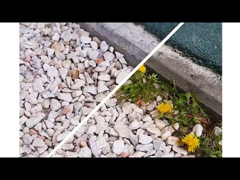 فيديو: كيف تمنع العشب من اللسع؟