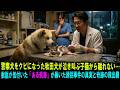 【涙腺崩壊】警察犬をクビになった秋田犬が泣き叫ぶ子猫から離れない…獣医が気付いた「ある痕跡」が暴いた誘拐事件の真実と奇跡の救出劇