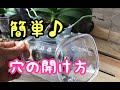 【胡蝶蘭】プラスチックポットの穴の開け方＆虫対策