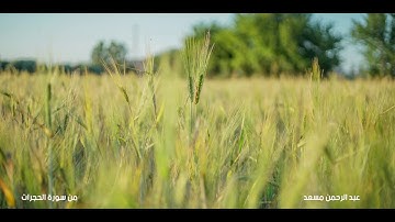 تلاوات بصوت عبدالرحمن مسعد سورة الحجرات