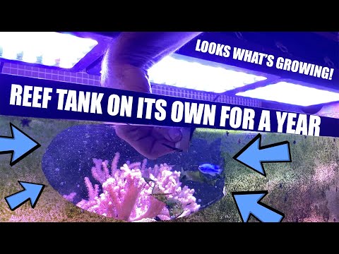 ვიდეო: 5 Hardy Coral თქვენი პირველი Reef Tank
