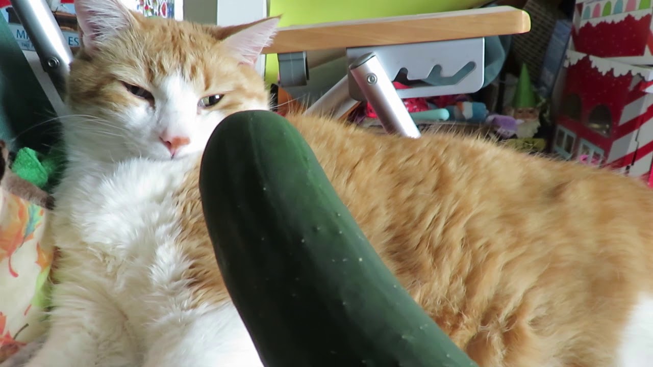 Cats Reacting To Cucumbers 13 Browse design ideas and decorating tips