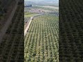 La migliore azienda di arance della Sicilia