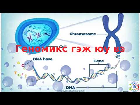 Видео: Эукариот геном гэж юу вэ?