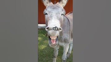 Khoảnh khắc hài hước của các loài động vật (P.3) #dongvat #thegioidongvat #animals #vuinhon