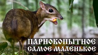 Самое маленькое парнокопытное в мире