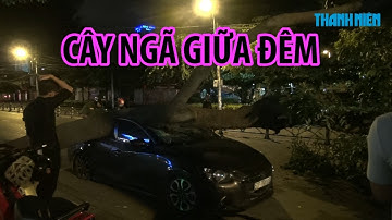 Cây xà cừ bật gốc đè ô tô ở trung tâm TP HCM lúc nửa đêm