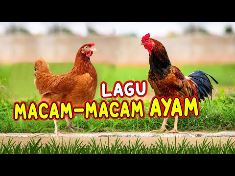 LAGU MACAM-MACAM AYAM I AYAM ALE