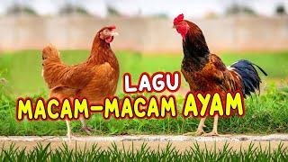 LAGU MACAMMACAM AYAM I AYAM ALE