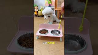 #CutePets#Shunsuke Pomi#Adorable#CutePetsCute dog#MyDream Dog#Adorable Puppy #SuperCute#smalldog