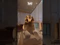 The Grand Egyptian Museum