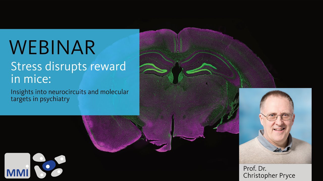 [Webinar] Stress disrupts reward in mice - YouTube
