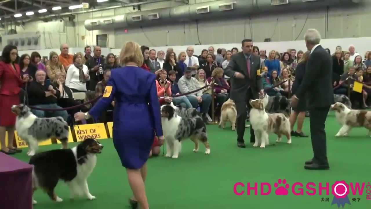 137th Westminster dog show Australian Shepherd BOB .mp4 - YouTube