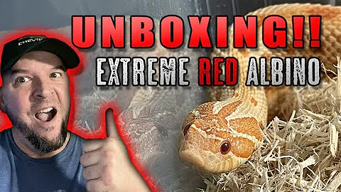 WOW! UNBOXING: Extreme Red Albino Conda het Snow Hognose!