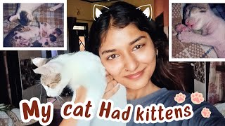 My cat had babies | Our new family members